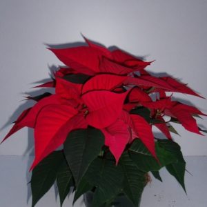 POINSETTIA 4/5 BRACTEES