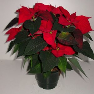 POINSETTIA 6/7 BRACTEES