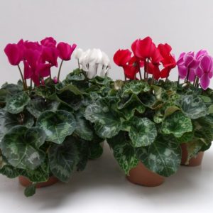 CYCLAMEN 30/35