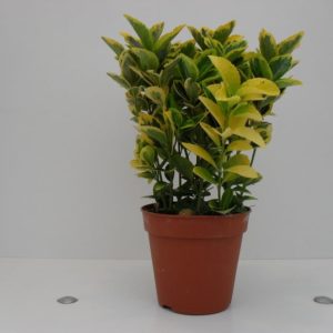 Euonymus aureus
