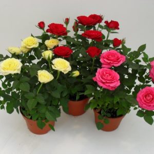 Rosier multifleurs