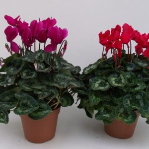 CYCLAMEN 20/25