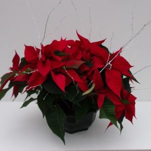 POINSETTIA X 3 COUPE
