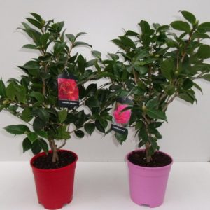 CAMELLIA JAPONICA