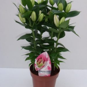 Lys souvenir