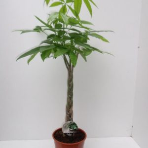 PACHIRA AQUATICA