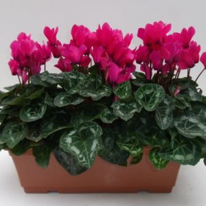 CYCLAMEN X 3 JARDINIERE