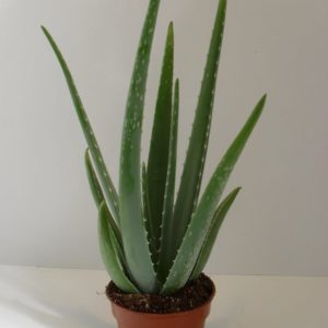 ALOE VERA "BIO" POT BLANC