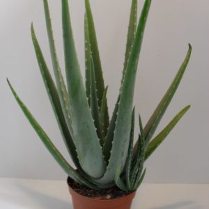 Aloe vera