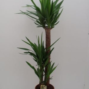 YUCCA 90/60/30 3 TRONCS