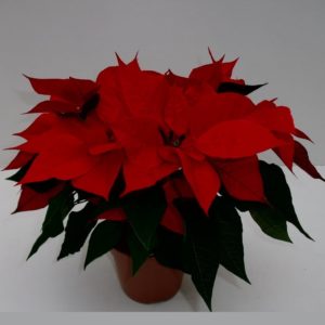 POINSETTIA 3/4 BRACTEES
