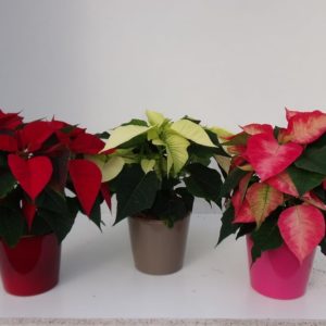 POINSETTIA 3/4 BRACTEES + CP CERAMIQUE