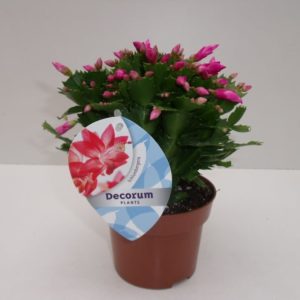 SCHLUMBERGERA