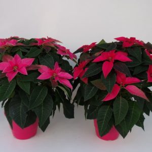 PRINCETTIA 5/6 BRACTEES POT TON SUR TON