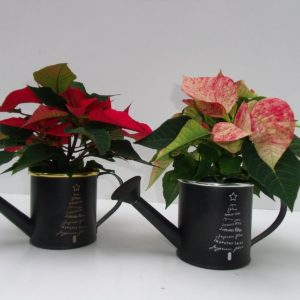 POINSETTIA MINI ARROSOIR DECO NOEL