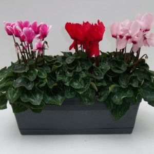 CYCLAMEN X 3 JARDINIERE TRICOLORE