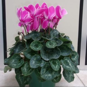 CYCLAMEN