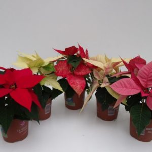 POINSETTIA MINI