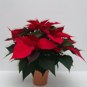 POINSETTIA 5/6 BRACTEES