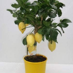 CITRONNIER 1/4 tige Pot couleur
