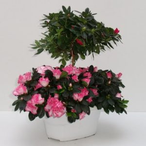 AZALEE X 3 COUPE TRIANGLE TIGE