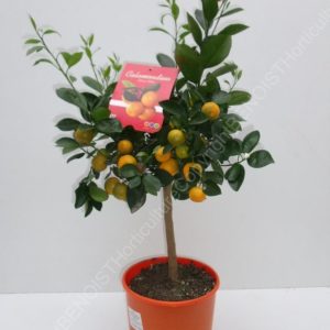 CALAMONDIN 1/4 tige Pot couleur
