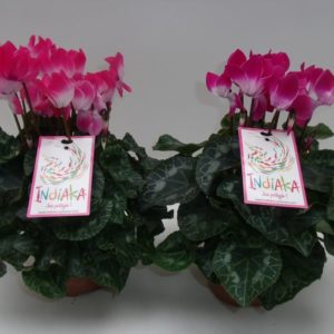 CYCLAMEN INDIAKA D 20/25