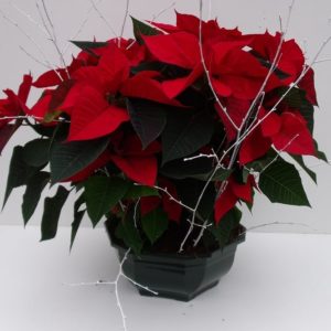POINSETTIA X 3 COUPE