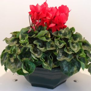CYCLAMEN X 3 COUPE