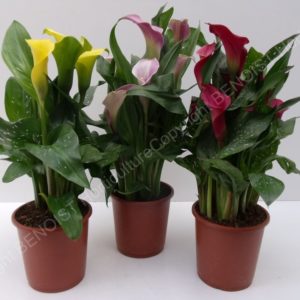 Arum de couleurs